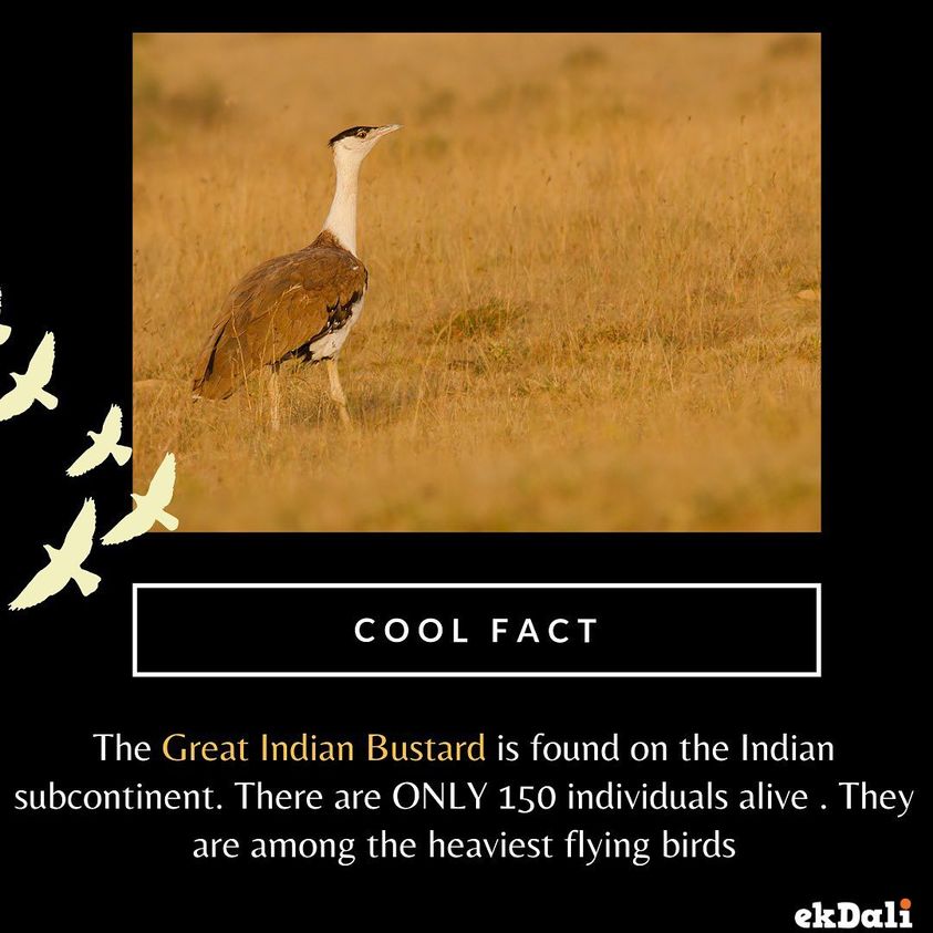 Animals of India - The Great Indian Bustard