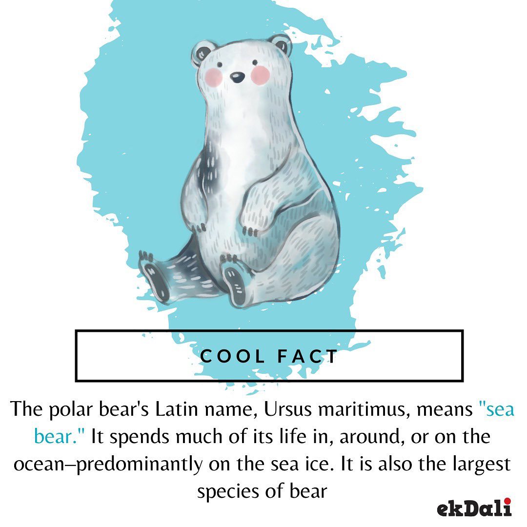 Cool Fact - Polar Bear is the sister species of the regular brown bear