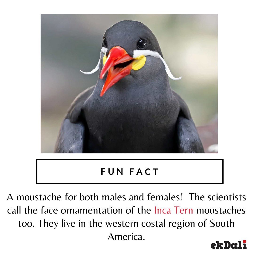 Fun Fact - How cool is this Moustache