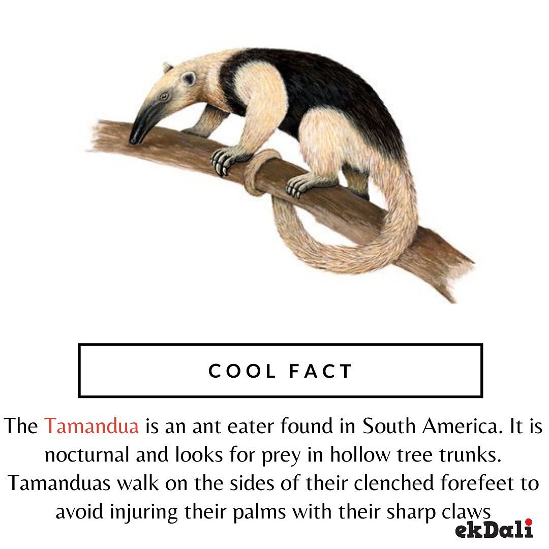 Cool Fact - Tamandua