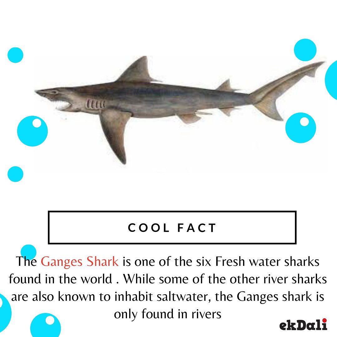 Cool Fact - Ganges Shark