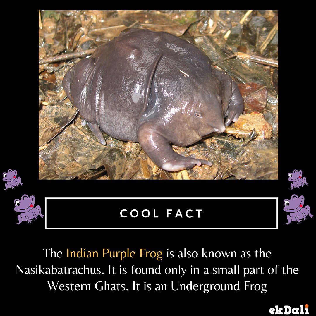 Animals of India - Indian Purple Frog