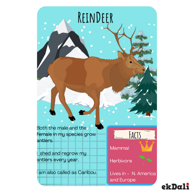 10 Cool Facts About Reindeer For Kids