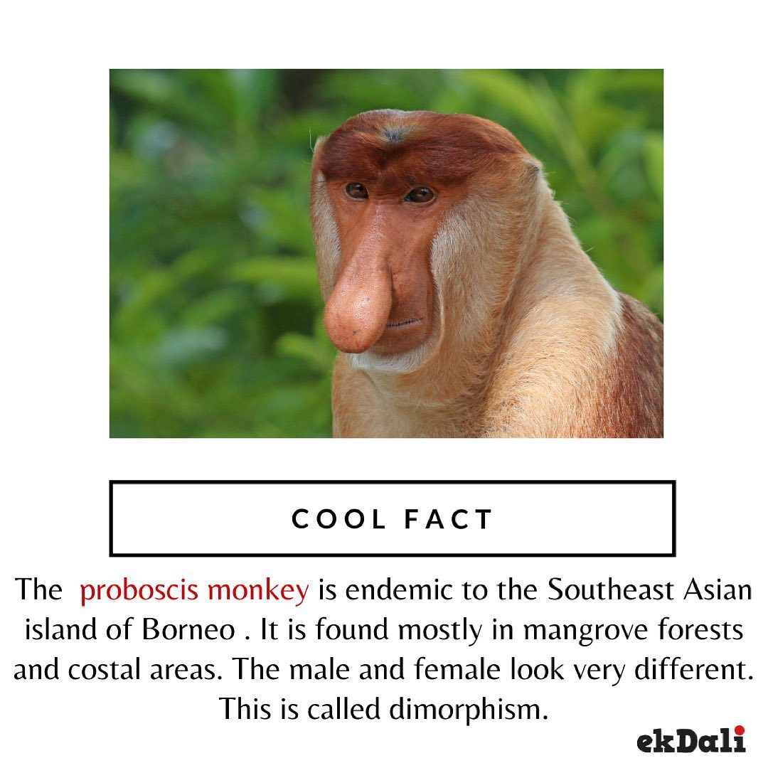 Cool Fact - Proboscis Monkey