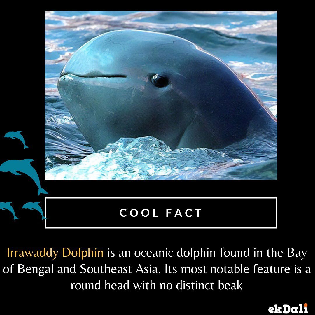 Animals of India - Irrawaddy River Dolphin