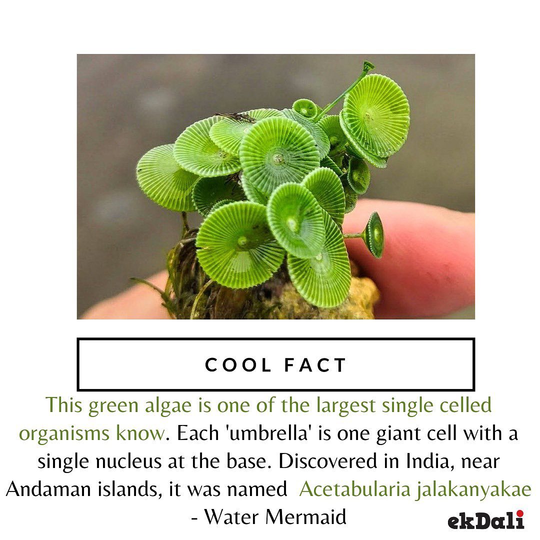 Cool Fact - This green algae is one of the largest single celled organisms know