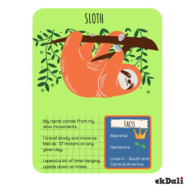 10  Cool Facts about Sloth for Kids