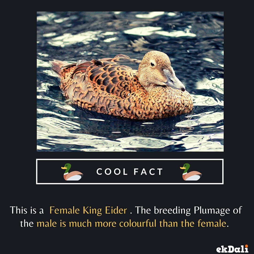 Birds of the World - King Eider