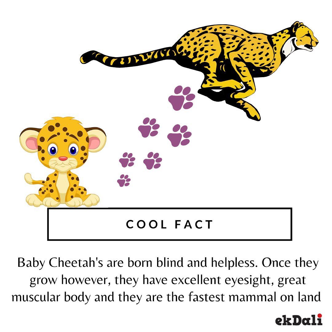 Cool Fact - Baby Cheetah's are born blind & Helpless