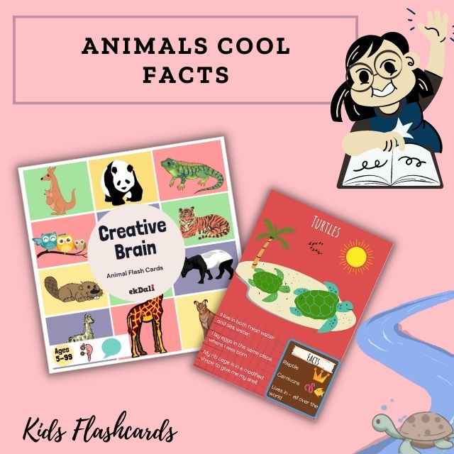 Animal Flashcards for kids - Turtle Facts