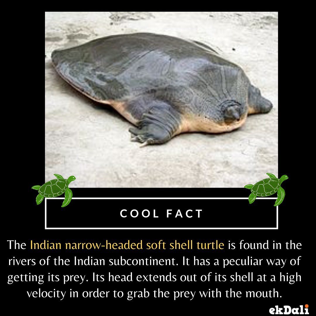 ANIMALS OF INDIA - The Indian narrow- headed soft sea shell turtle