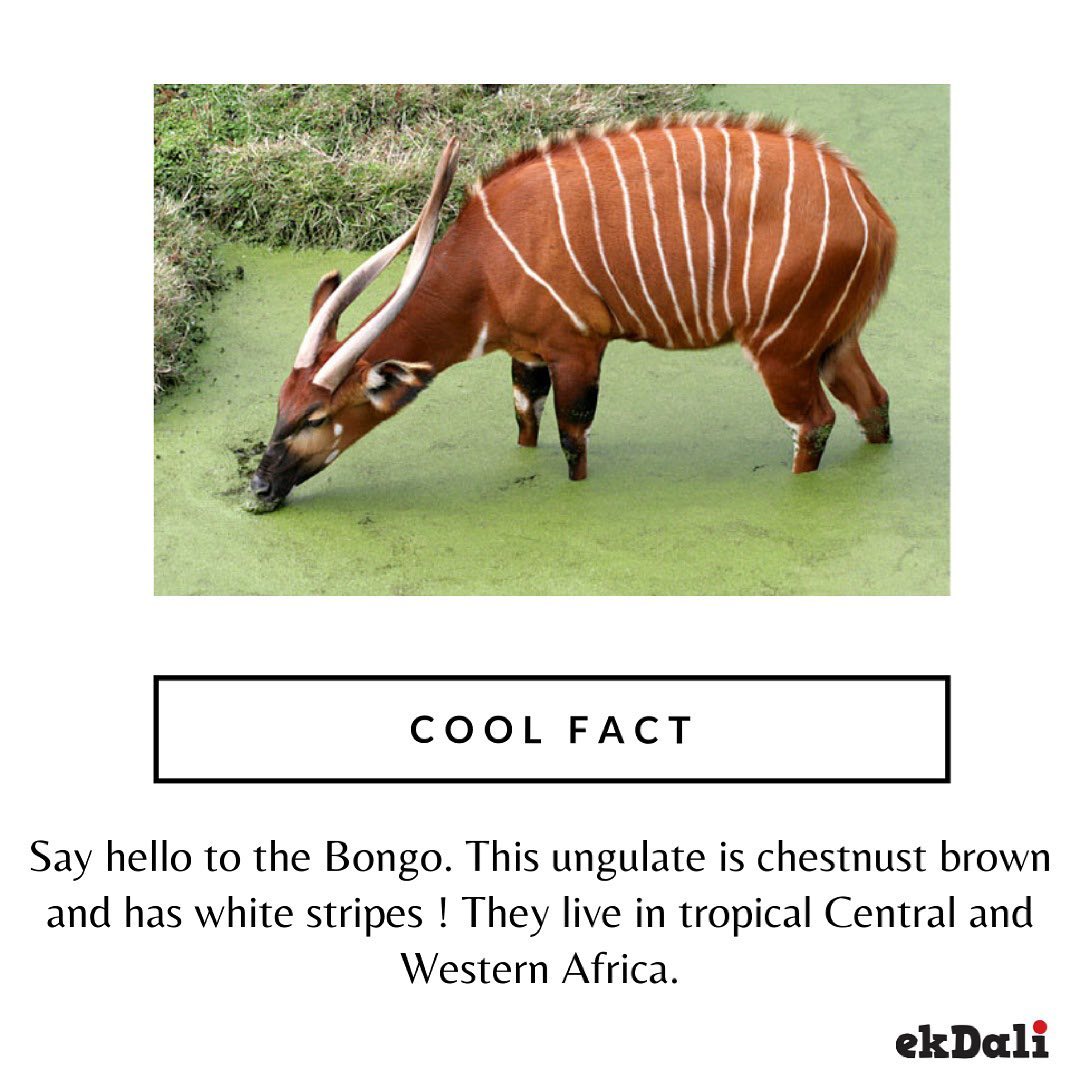 Cool Fact - Say Hello to the Bongo