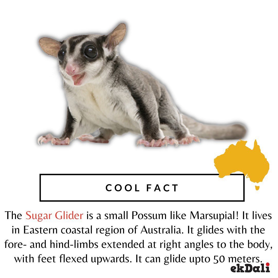 Cool Fact - Sugar Glider