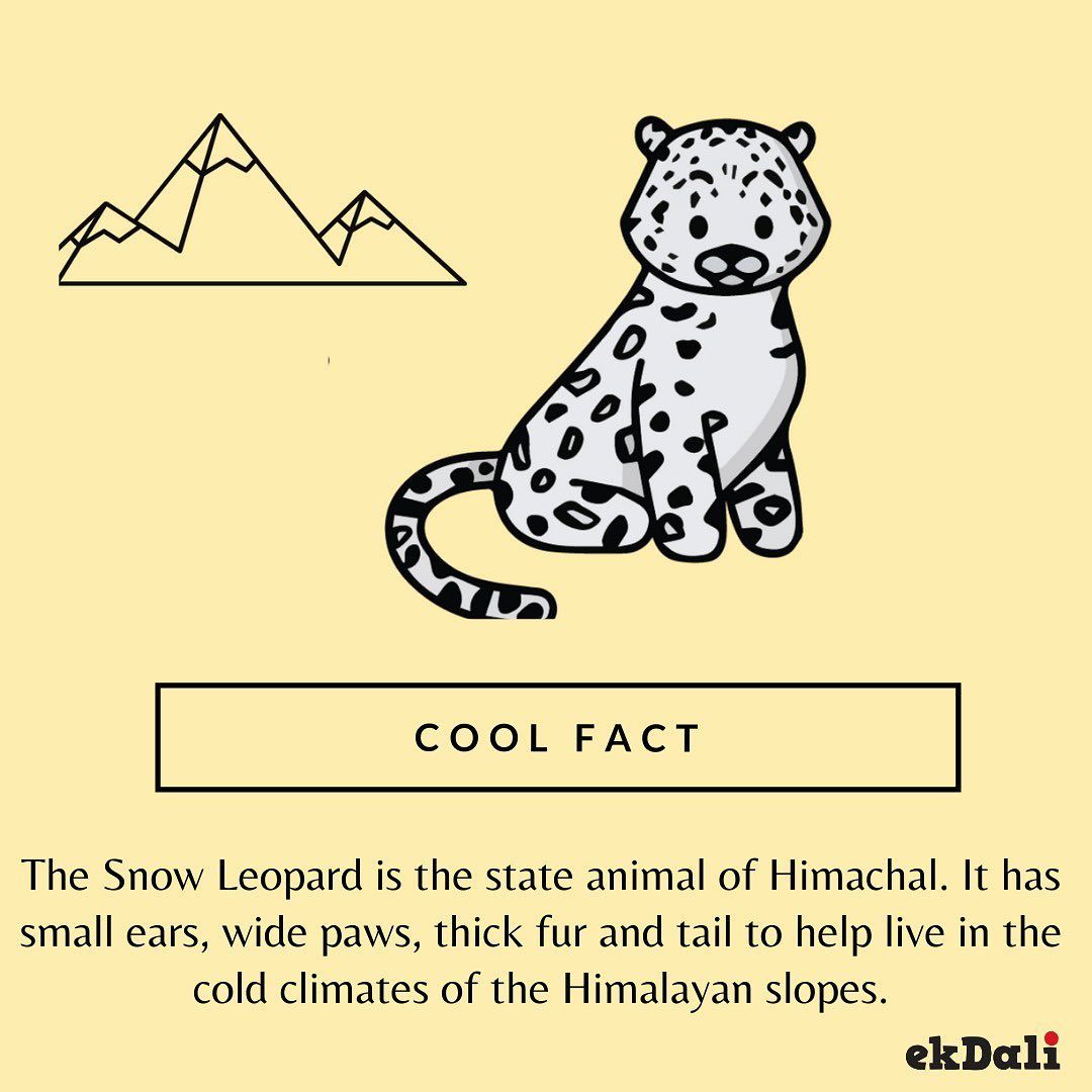 Animals of India - Snow Leopard
