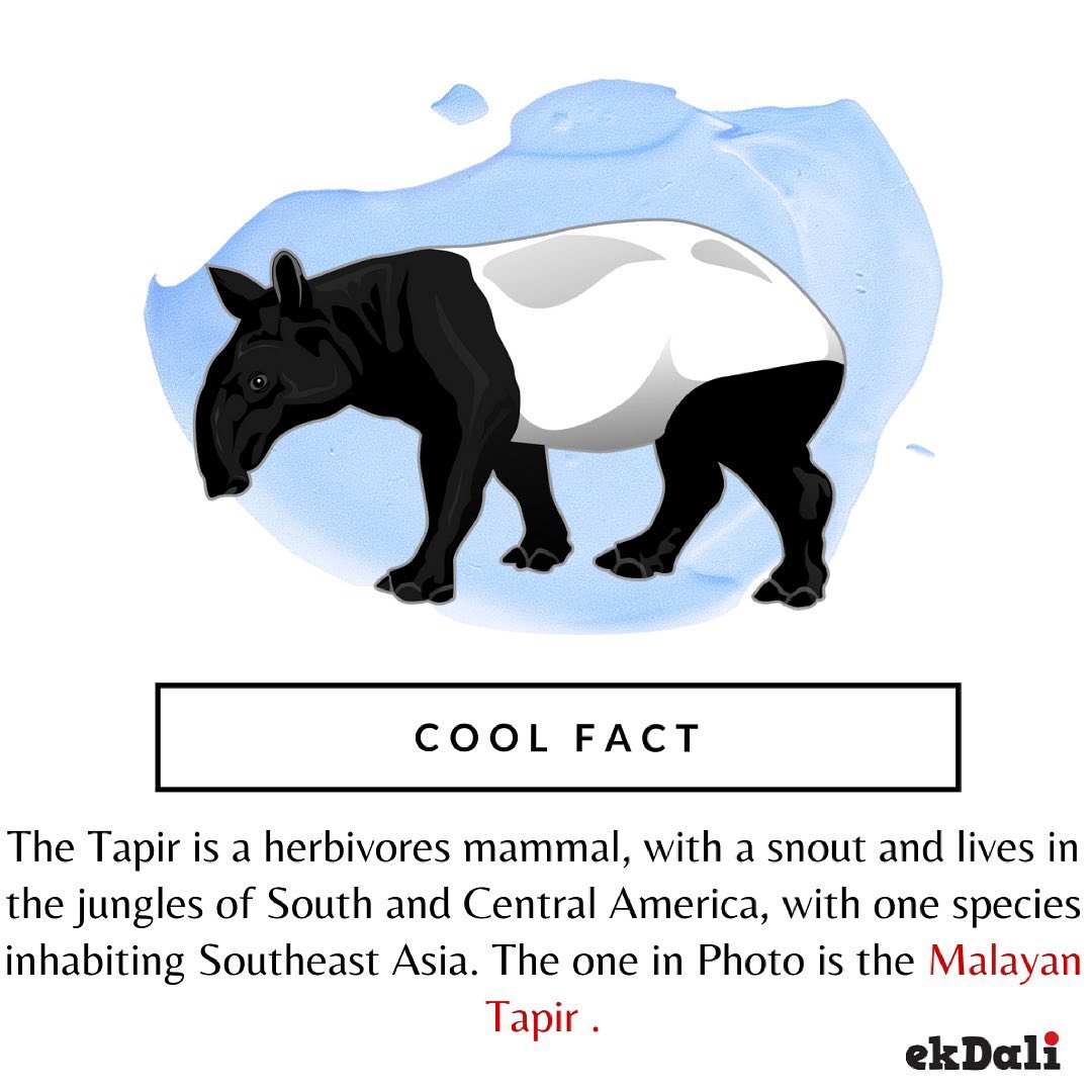 Cool Fact - Malayan Tapir