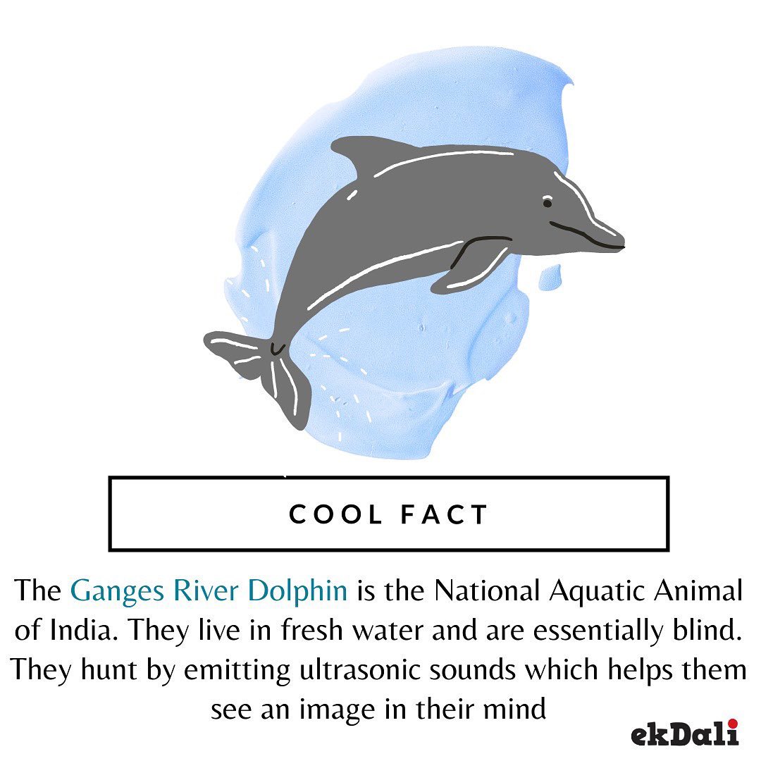 Animals of India - Ganges Dolphins