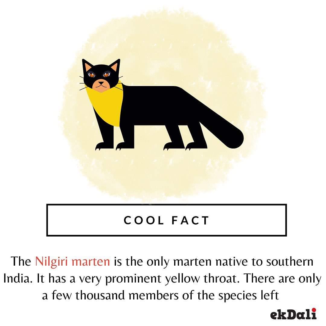Animals of India - The Nilgiri marten