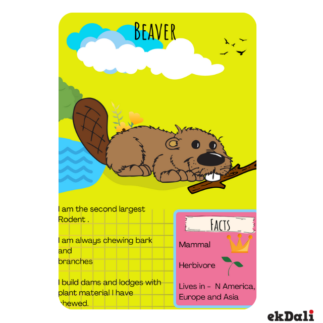 10 cool Facts about Beaver