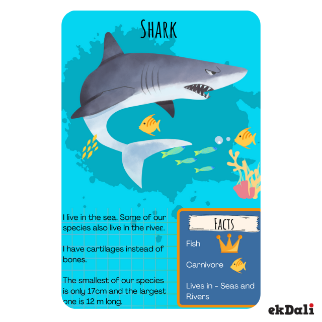 10 Cool Facts about the Shark