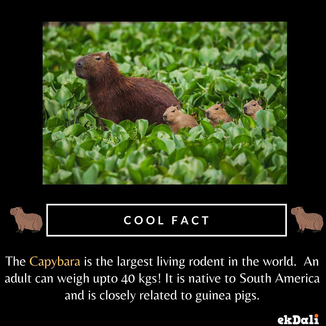 The Capybara is the largest living rodent in the World