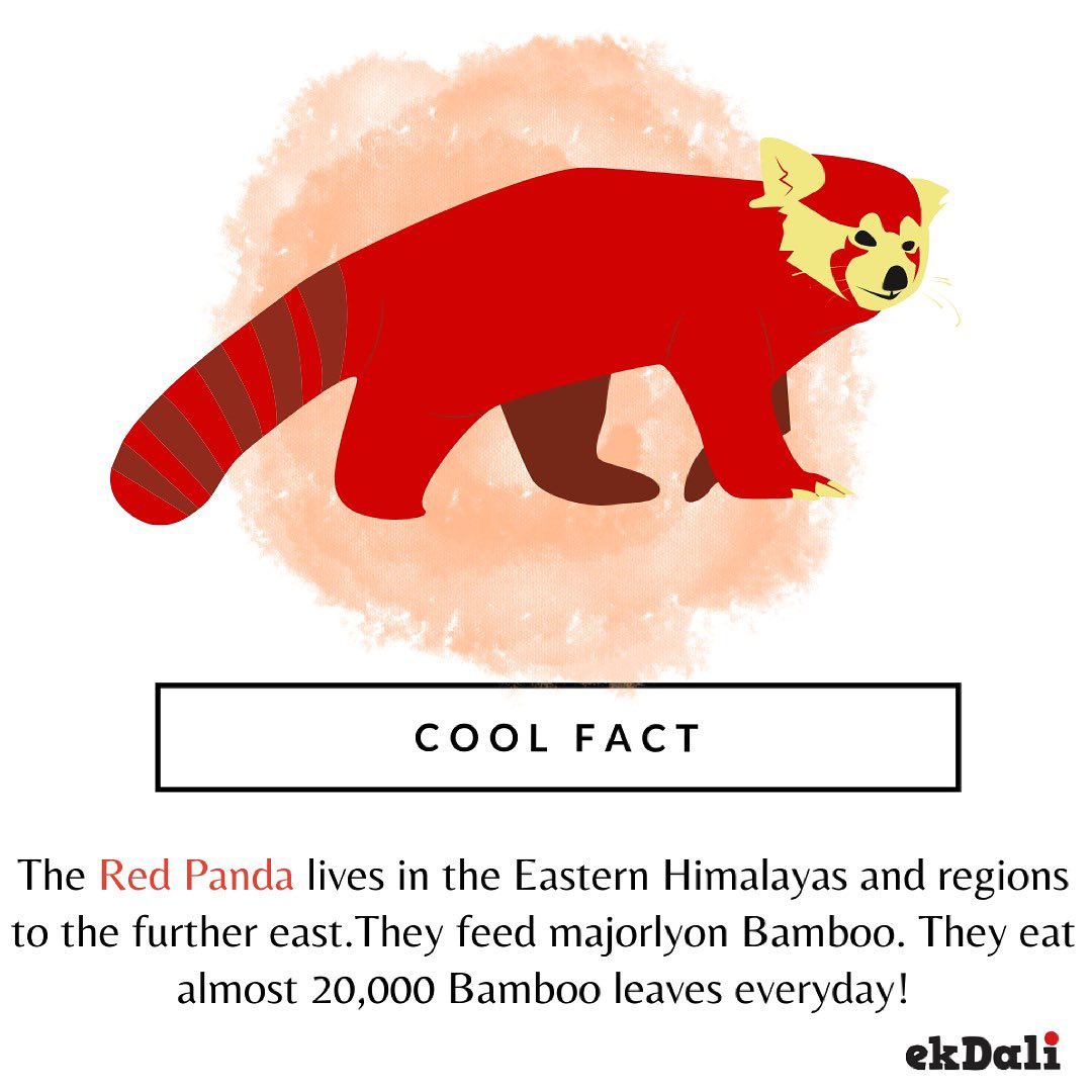 Animals of India - Red Panda