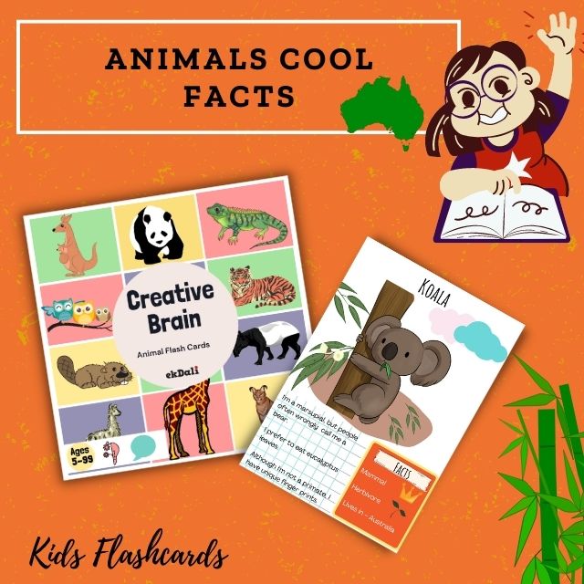 10 cool facts about Koalas - Bonus quiz at the end