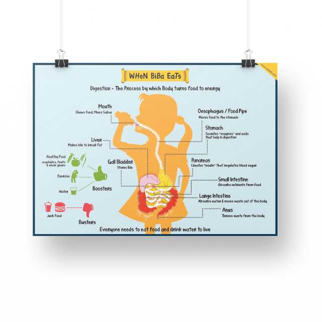 Digestive System for Kids